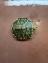 Продавам водни костенурки , снимка 2