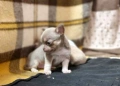 Продавам кученца чихуахуа, снимка 5