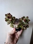 Каланхое, kalanchoe tomentosa, kalanchoe rombophilosa, снимка 2