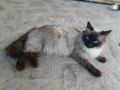 Котето Регдол / Ragdoll , снимка 7