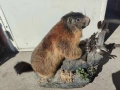 Препариран бобър, снимка 2