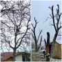 Рязане  и кастрене на рискови дървета Пловдив, снимка 7