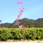 Красиви,Декоративни вятърни камбанки пеперуди Wind Chime, снимка 9