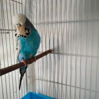 Изложбени вълнисти папагали, снимка 4 - Папагали - 45169309