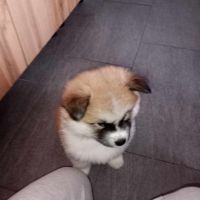 Кученца парода Акита  , снимка 1 - Акита - 45436763
