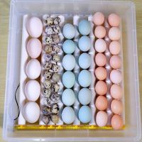 ПРОМО Люпилня, Автоматичен инкубатор MS-64 яйца (12V/220V) , снимка 4 - За птици - 45332731