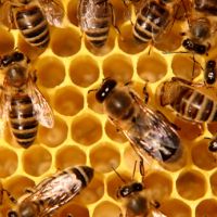 Пчелни отводки ДБ , снимка 1 - Други услуги - 45256013