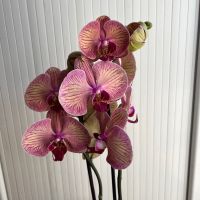 Орхидея фаленопсис, снимка 5 - Стайни растения - 45108751