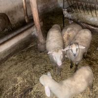 Агнета за 9 лв. на кг., снимка 3 - Овце - 45454579