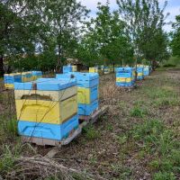 полистиролни кошери с пчели , снимка 2 - За пчели - 45483678