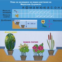 Продавам растения Жълт воден ирис, снимка 6 - Градински цветя и растения - 45382578