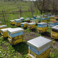 Пчелни семейства, снимка 4 - За пчели - 45034053