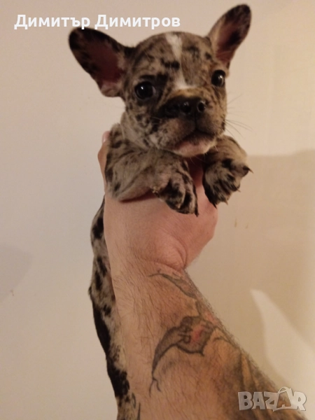 Френски булдог Мерле , снимка 1