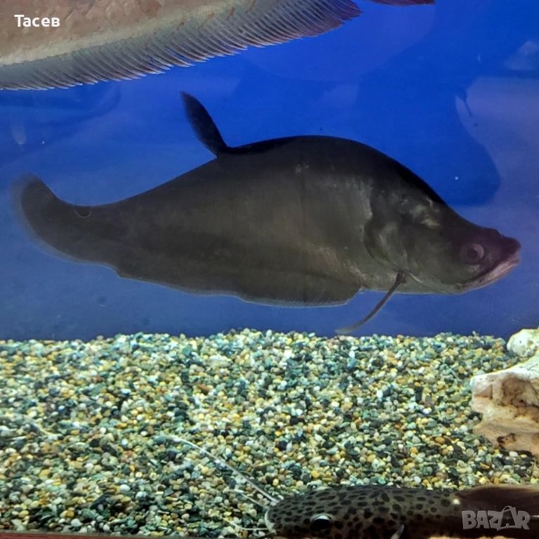 Нож читала 22см, снимка 1