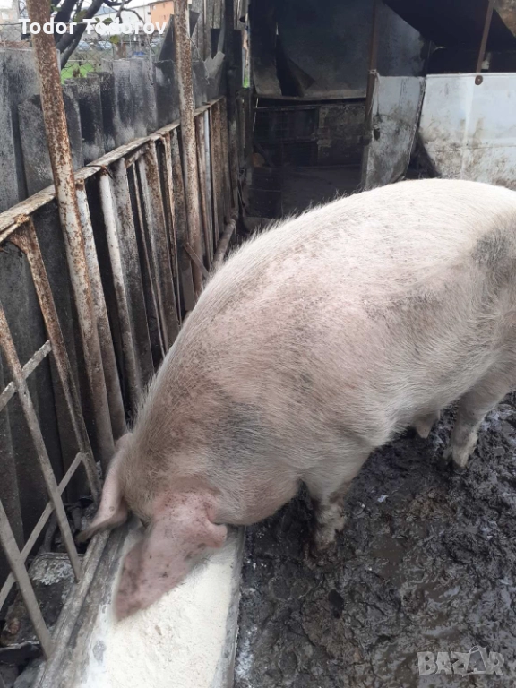Домашни прасета, снимка 1