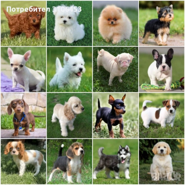 Копувам малтийска болонка, снимка 1