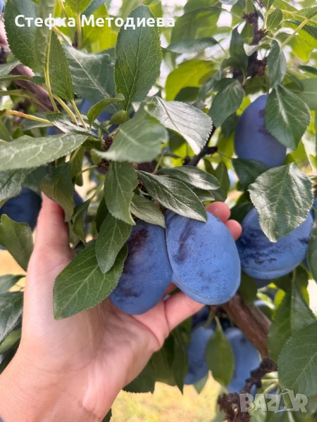 Сини сливи, снимка 1