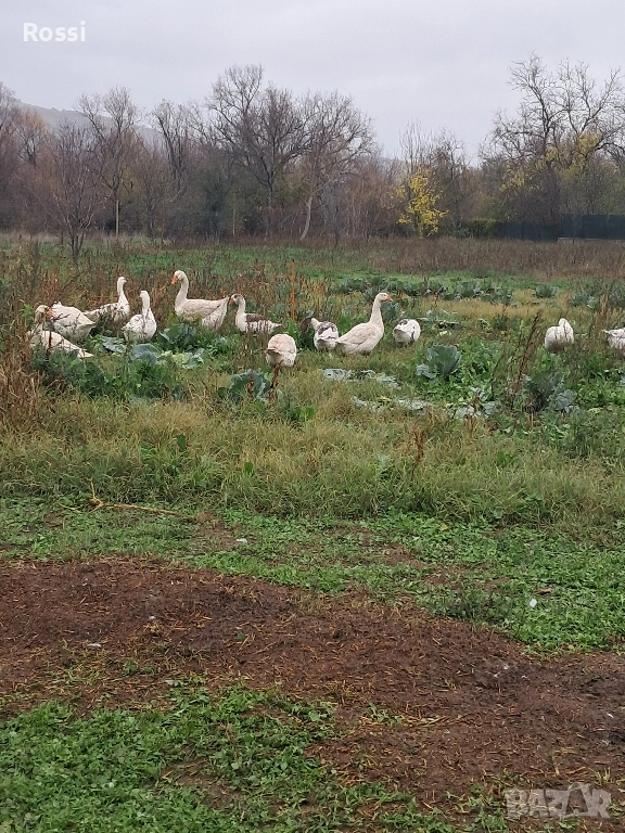 Млади селски гъски , снимка 1