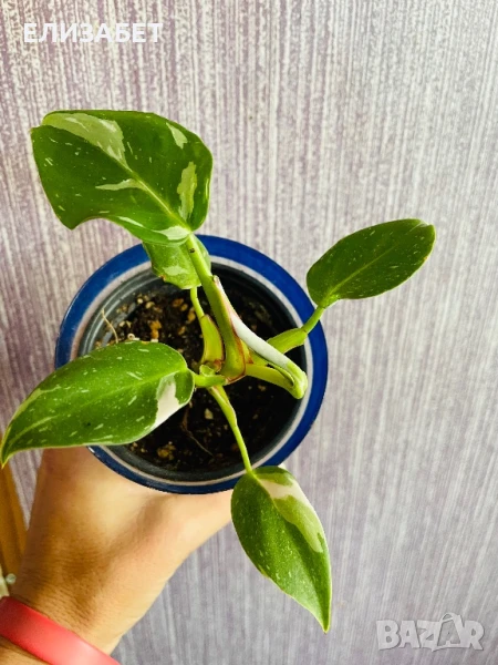 Fhilo, снимка 1