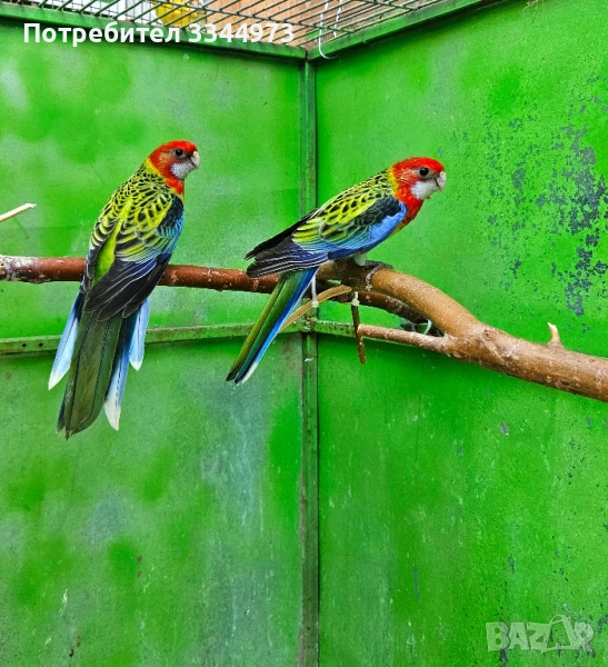 пъстри розели, снимка 1