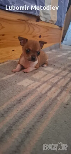 Мъжко Чихуахуа, снимка 1