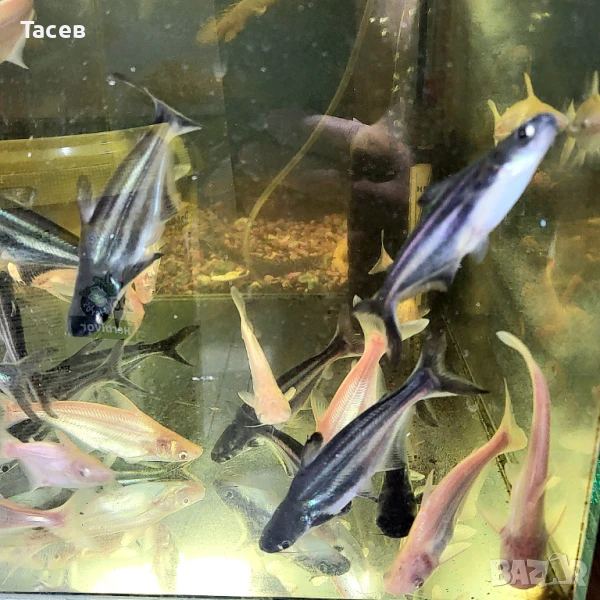 Пангаси 6см, снимка 1