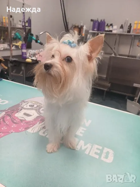 йорки голдаст , снимка 1