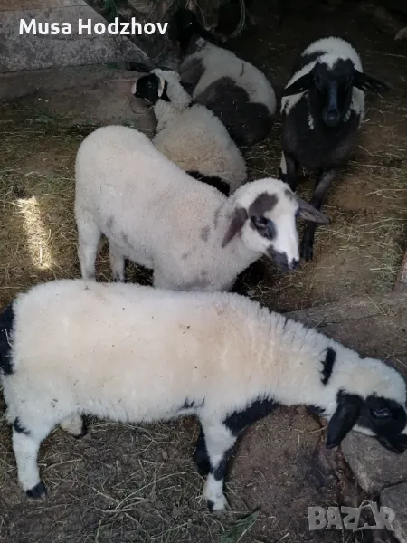 Свободни агнета , снимка 1