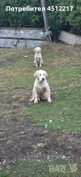 Продавам голдън ретривърчета , снимка 1