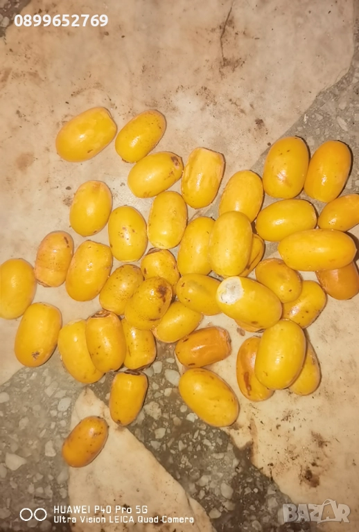 Канарска финикова палма.Семена., снимка 1