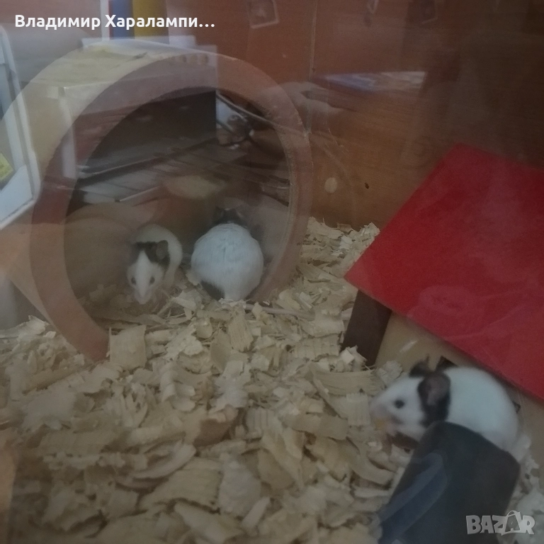 Подарявам китайски мишки панди, снимка 1