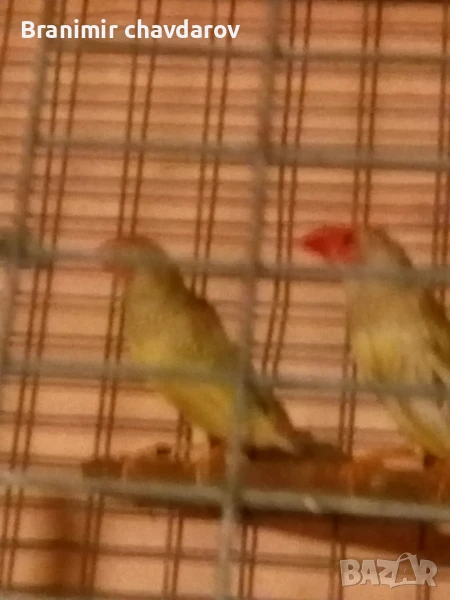 Продавам трастикови  белолики гулдови амадини, снимка 1