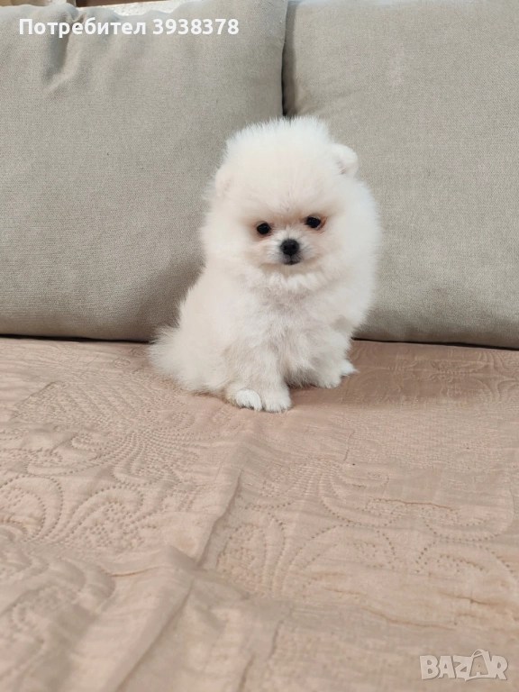 Mini pomeran, снимка 1