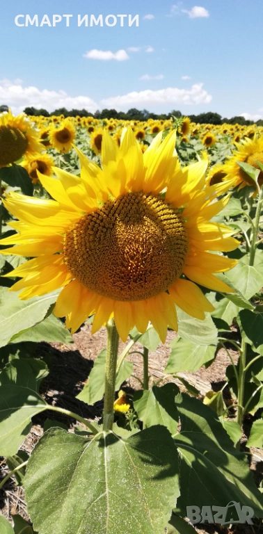 Продава земеделска земя - 41 дка - гр. БАЛЧИК, снимка 1