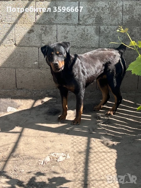 Женски Ротвайлер, снимка 1