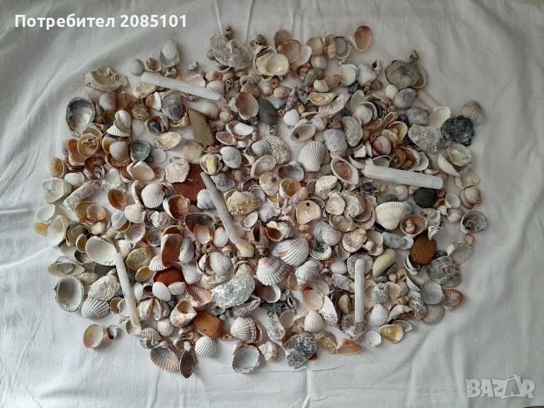 Морски мидички, рапанчета, камъчета, снимка 1