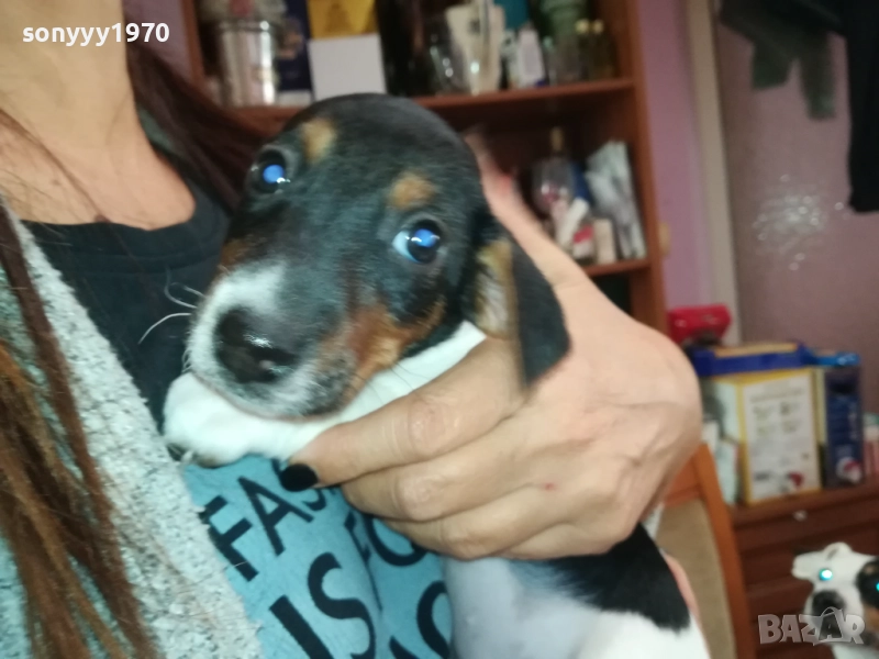 джак ръсел териер 40 дена 3009251503, снимка 1