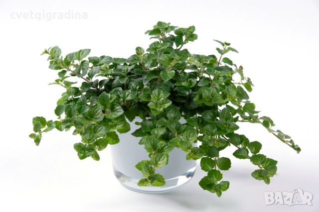 Satureja douglasii Indian Mint(Ментова чубрица), снимка 2 - Градински цветя и растения - 46113239