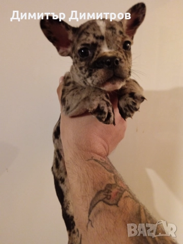 Френски булдог Мерле 