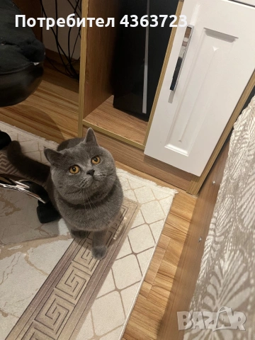 За разплод, снимка 4 - Търси партньор - 52573646