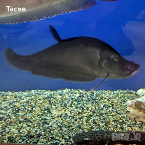 Нож читала 22см