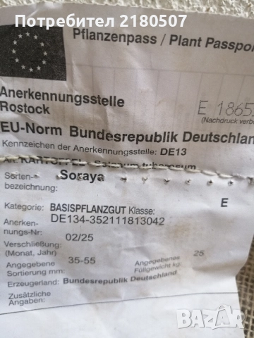 Картофи семе, снимка 3 - Разсади - 38859159