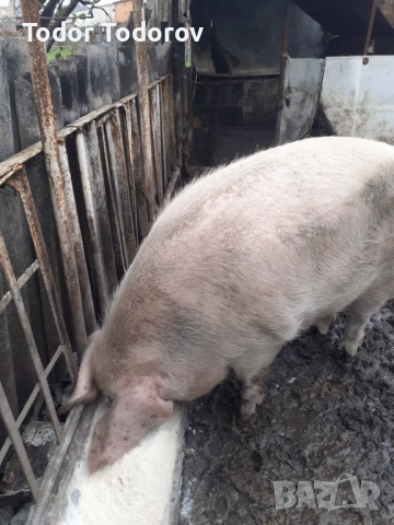 Домашни прасета