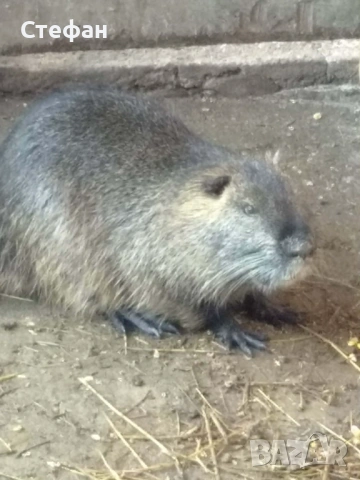 Продавам нутрия, снимка 2 - Други животни - 53011726