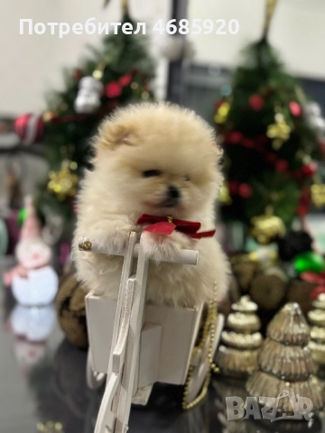 Pomeran, снимка 3 - Померан - 52828189