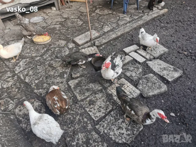 Неми патици, снимка 4 - Патици и гъски - 50267193