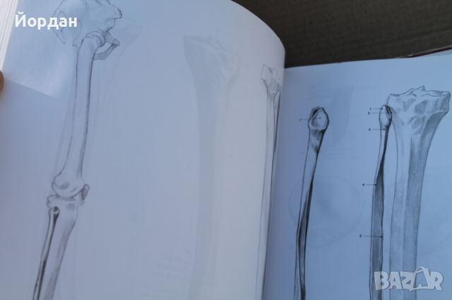 Учебник по рисуване ''Anatomy drwaing school'', снимка 9 - Специализирана литература - 45964234
