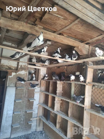 Ломски високолетачи, снимка 7 - Гълъби - 51102124