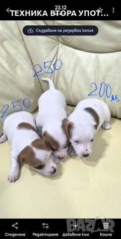 джак ръсел териер 3 броя женски, снимка 9 - Джак ръсел териер - 52885801