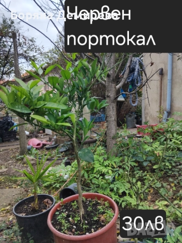 Моите цветя, снимка 11 - Градински цветя и растения - 52213640